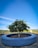 A small tree is planted in a circular concrete planter in an outdoor setting. The tree has lush green leaves and is surrounded by a paved area with a low metal fence in the background. The sky is clear and bright blue, indicating a sunny day, and there are rolling hills and trees in the distance.