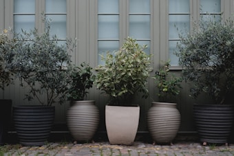 A series of potted plants are neatly arranged in front of a building with a light green facade and frosted windows. The potted plants vary in size and shape, with some pots being ribbed and others smooth. The plants have lush green foliage, creating a serene and natural setting against the structured background.