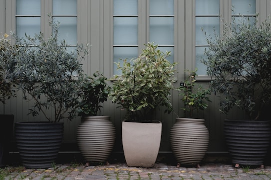 A series of potted plants are neatly arranged in front of a building with a light green facade and frosted windows. The potted plants vary in size and shape, with some pots being ribbed and others smooth. The plants have lush green foliage, creating a serene and natural setting against the structured background.
