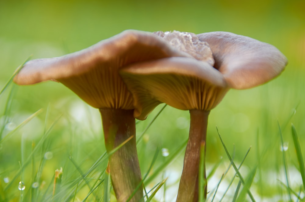 a close up of two mushrooms in the grass
