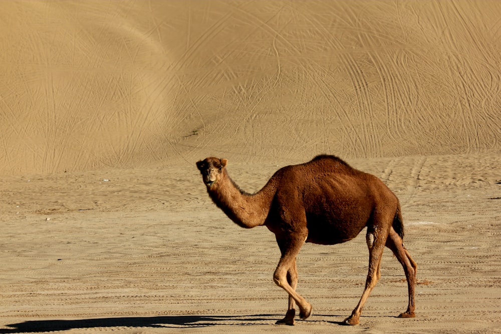 a camel walking in the desert with sand dunes in the background