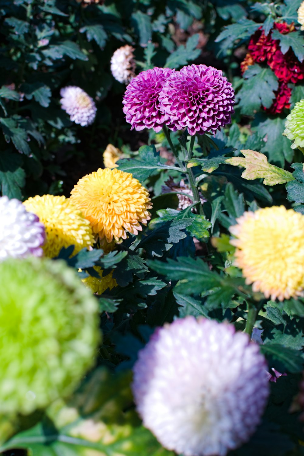 a bunch of flowers that are in the grass