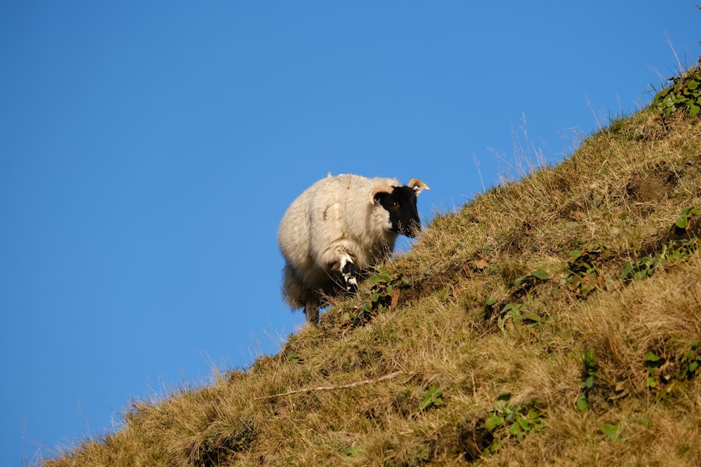 a mountain goat standing on top of a grass covered hill