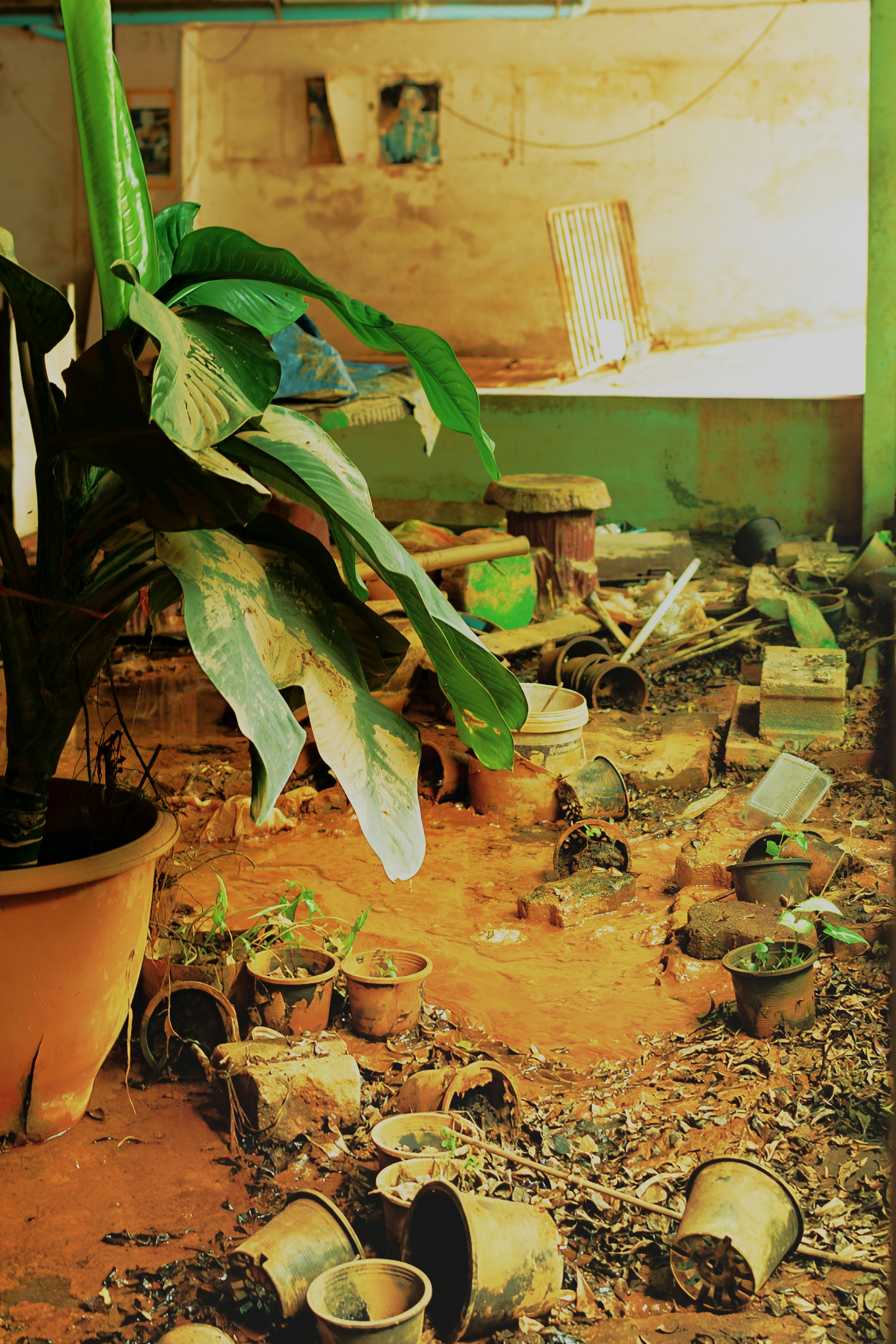 Embracing Chaos: A Guide to Chaos Gardening