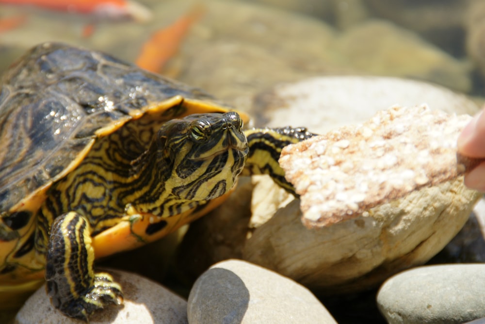 a small turtle sitting on top of a rock