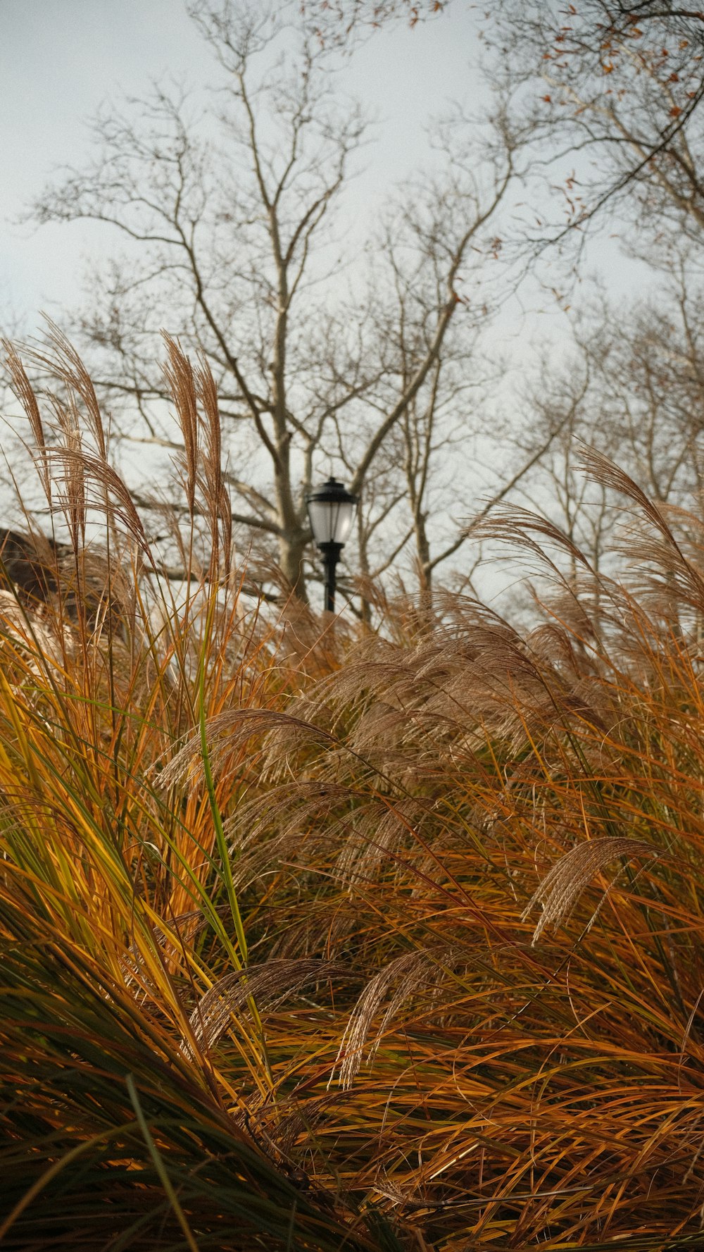 a street light in the middle of a field of tall grass