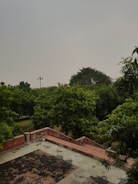 A rooftop area with a weathered surface featuring both tar and concrete patches. Surrounding the rooftop is lush greenery, primarily consisting of dense trees. The overcast sky suggests a cloudy day, and there is a presence of a tall light pole among the trees.