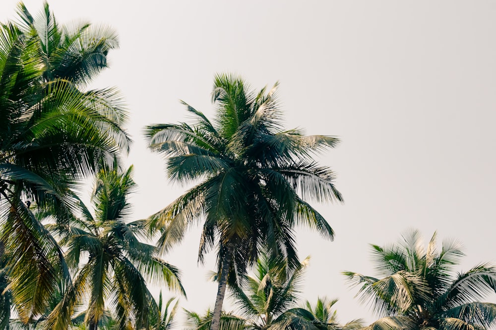 a group of palm trees against a white sky