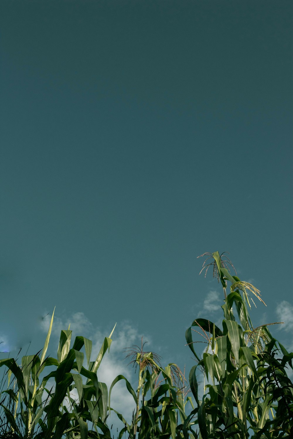 an airplane flying over a corn field under a blue sky