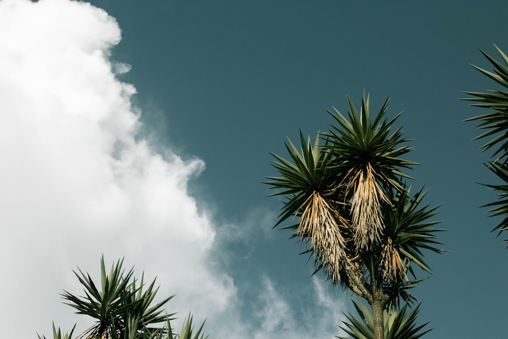 a group of palm trees against a blue sky