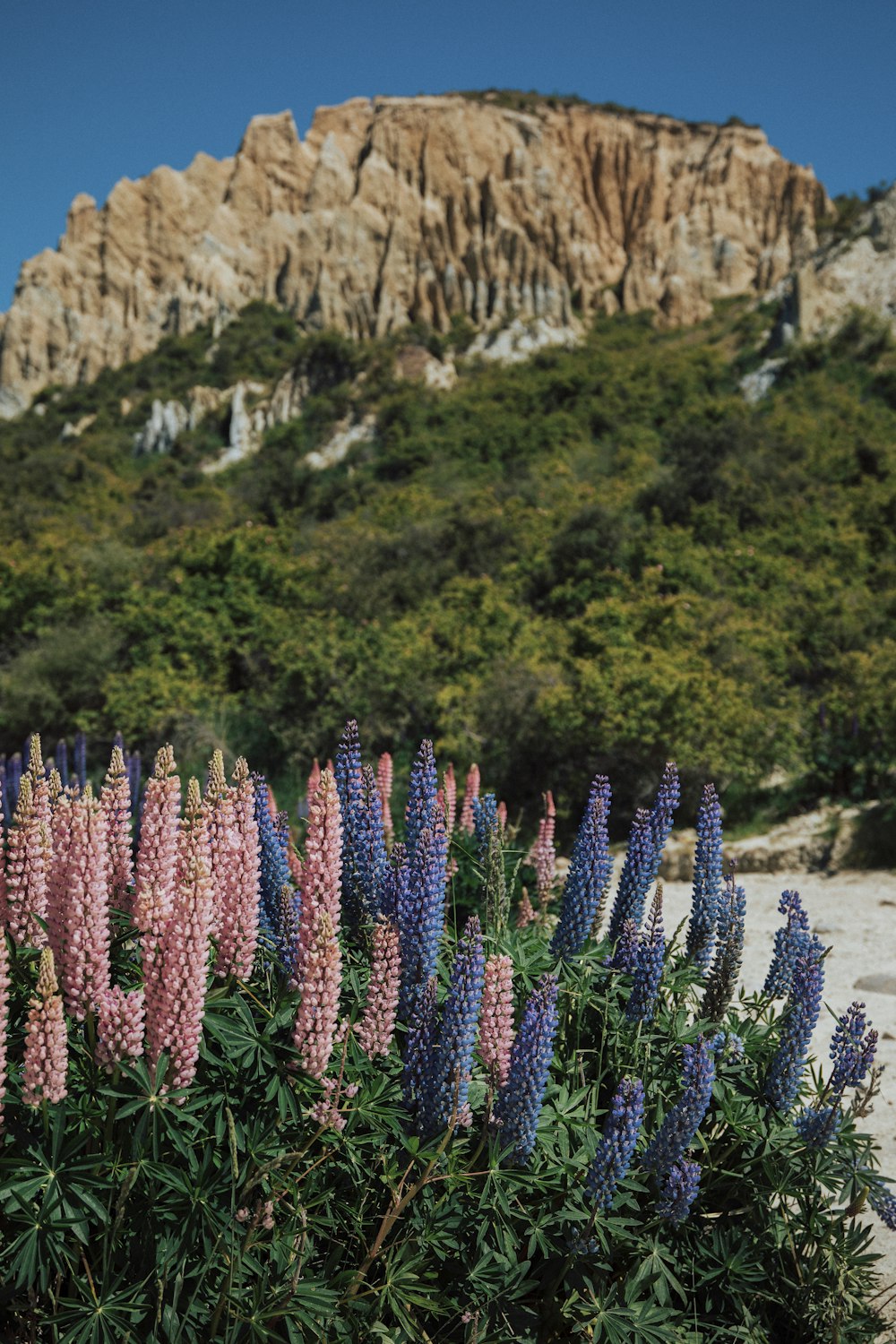 a bush with purple flowers in front of a mountain