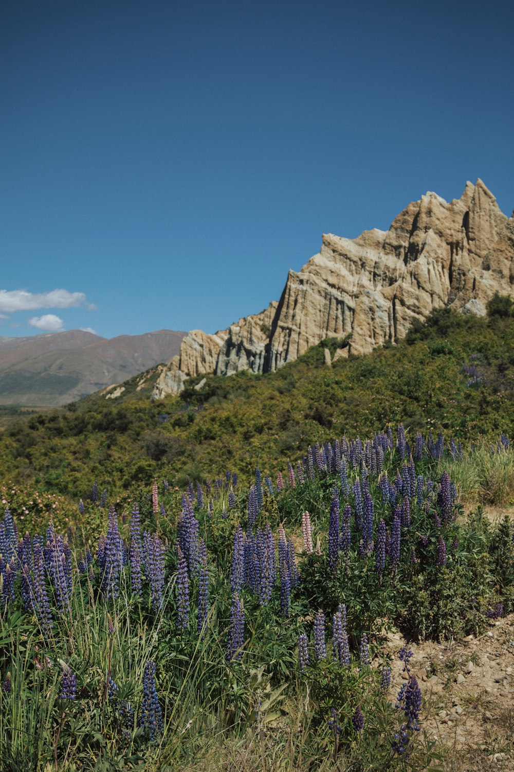 a field of purple flowers in front of a mountain