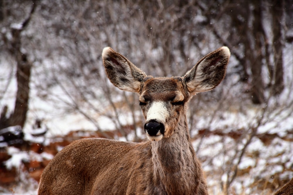 Delight in Nature Discovering the Deer Garden Retreat