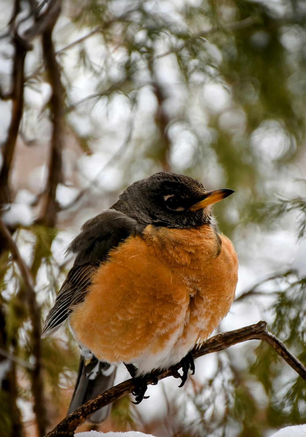 a bird sitting on a branch in the snow