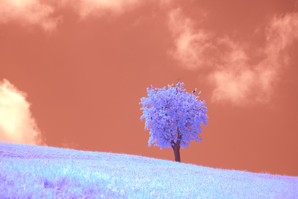 a lone tree on a hill under a cloudy sky