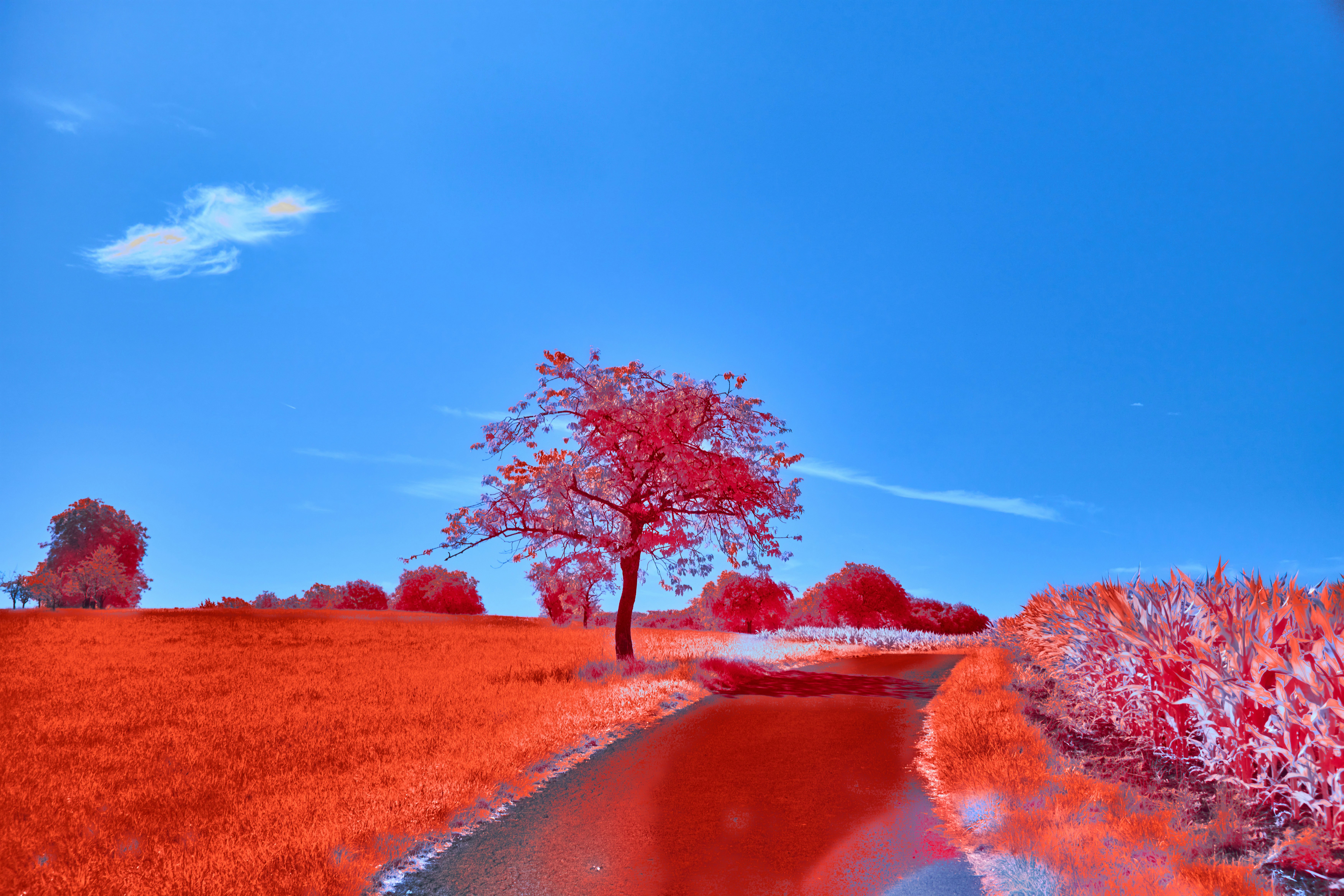 Photo by wolfgang_hasselmann