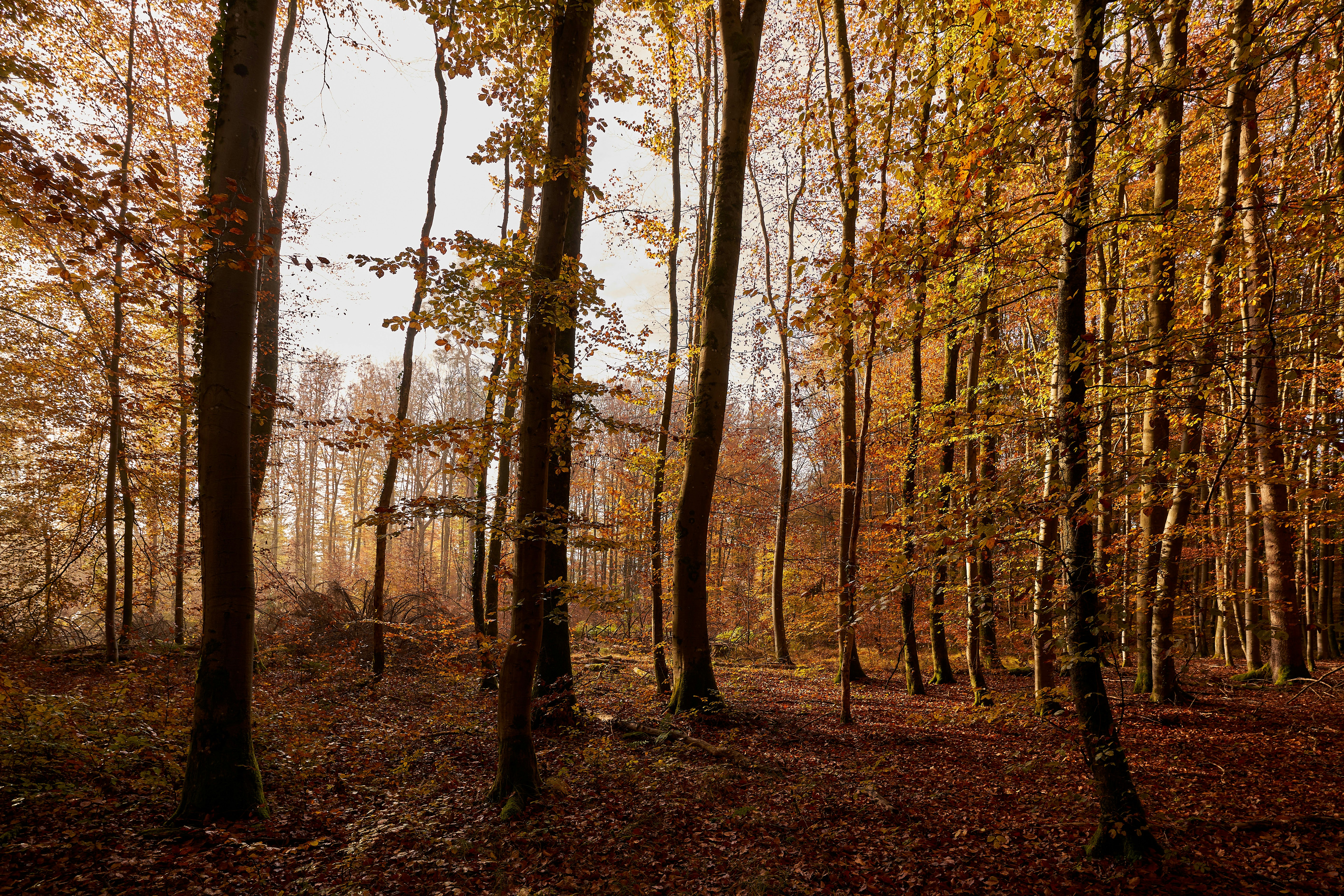 Photo by wolfgang_hasselmann