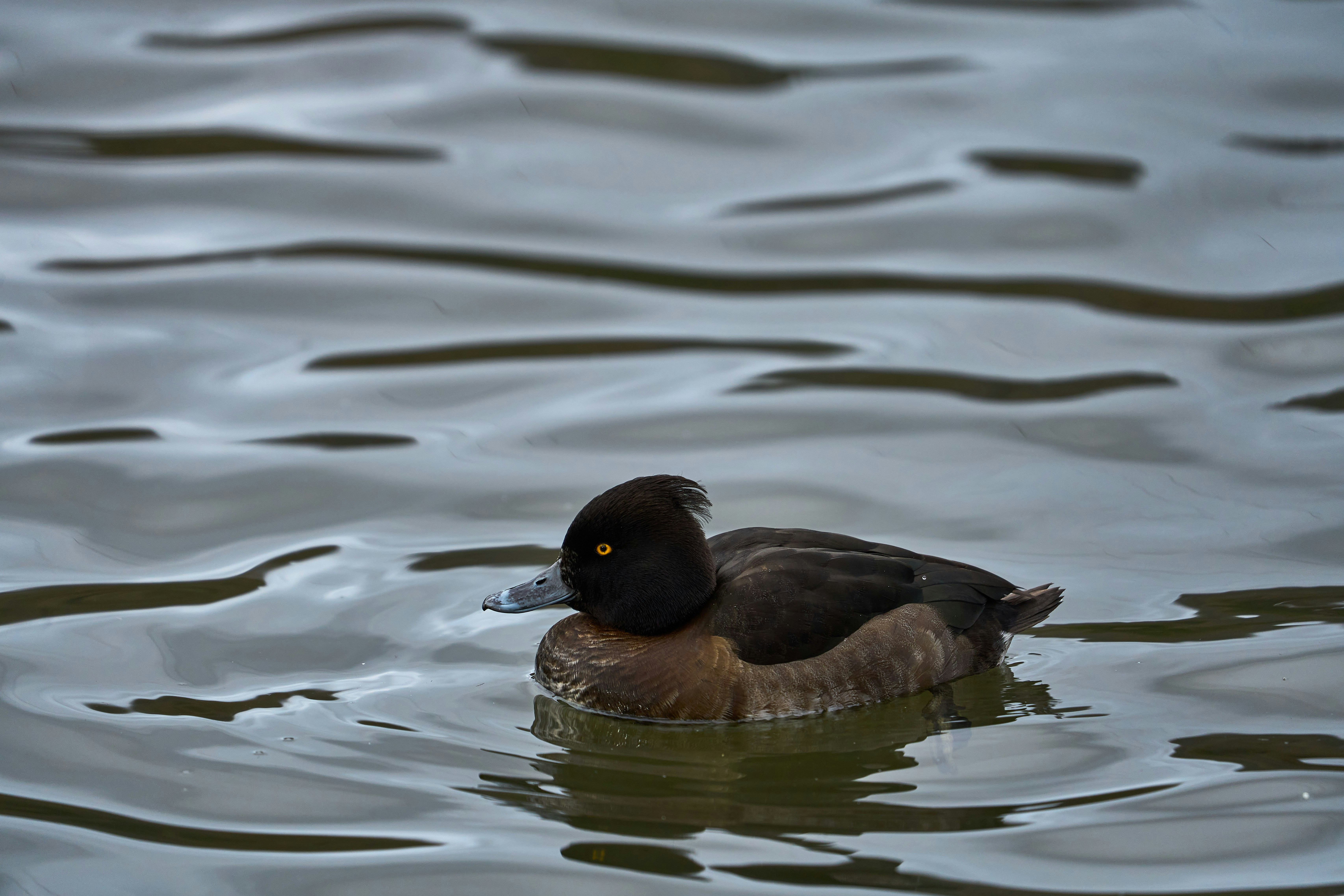 Photo by wolfgang_hasselmann