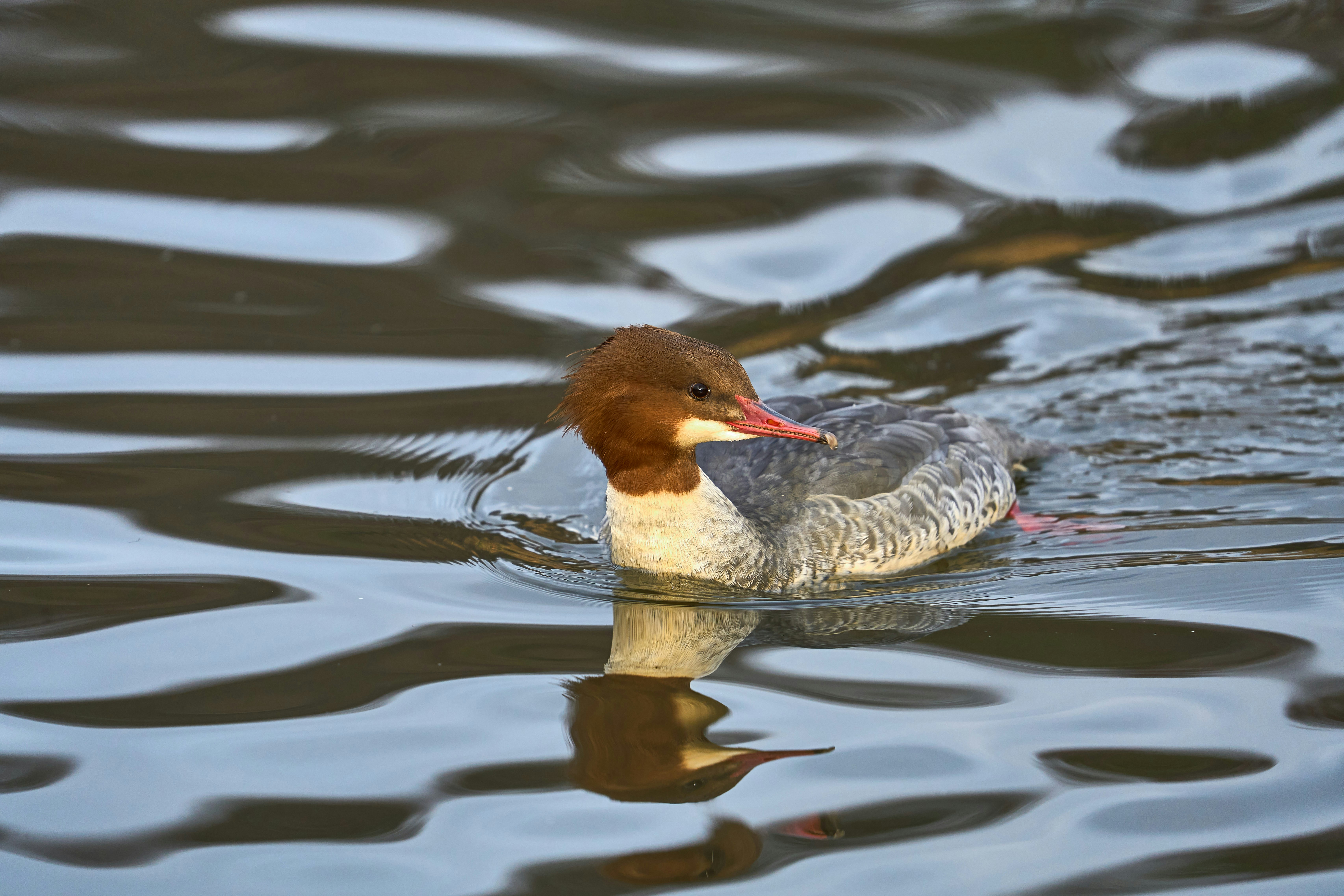 Photo by wolfgang_hasselmann