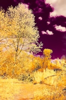 A beautiful mystical scene with violet and golden colors.