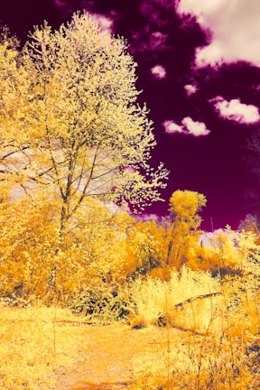 A colorful animated scene showing a child exploring a magical forest with friendly animals.