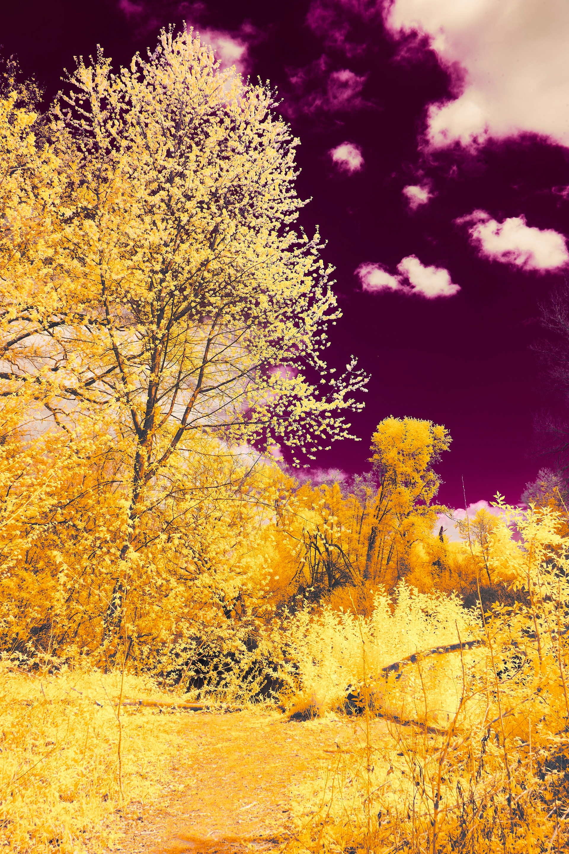 A colorful illustration of a whimsical forest filled with friendly animals and magical plants, capturing the charm of a children's storybook.