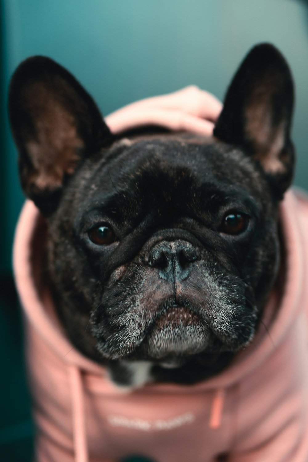 a small black dog wearing a pink hoodie