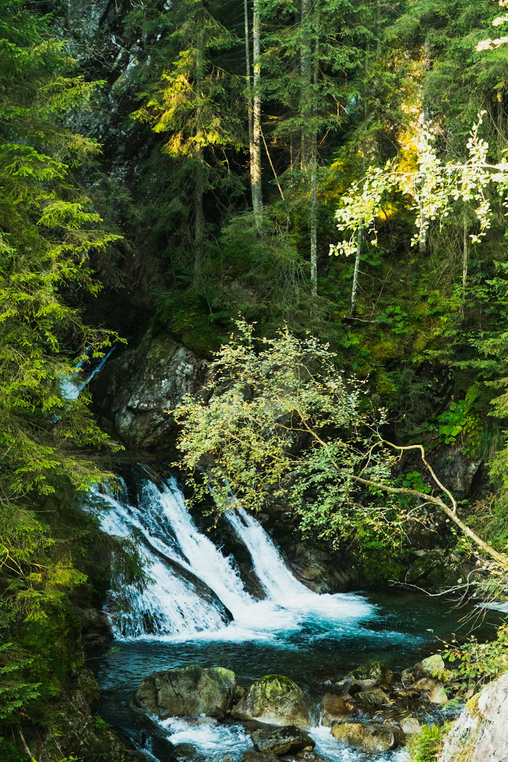 a river running through a lush green forest