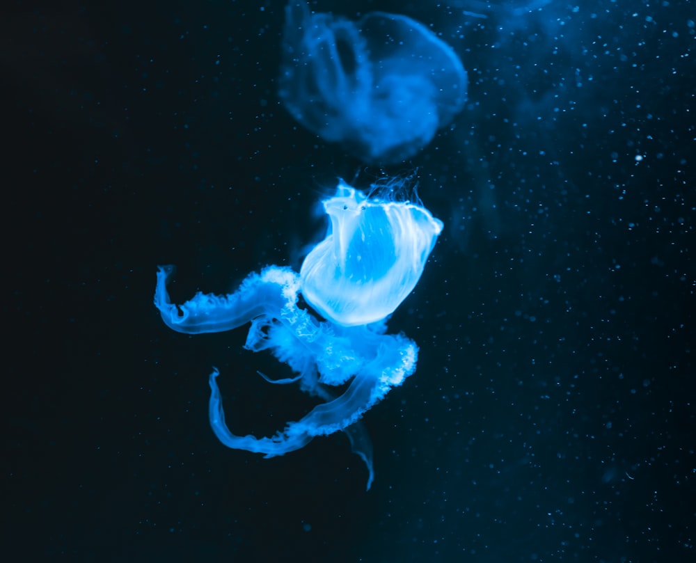 Un primer plano de una medusa en el agua