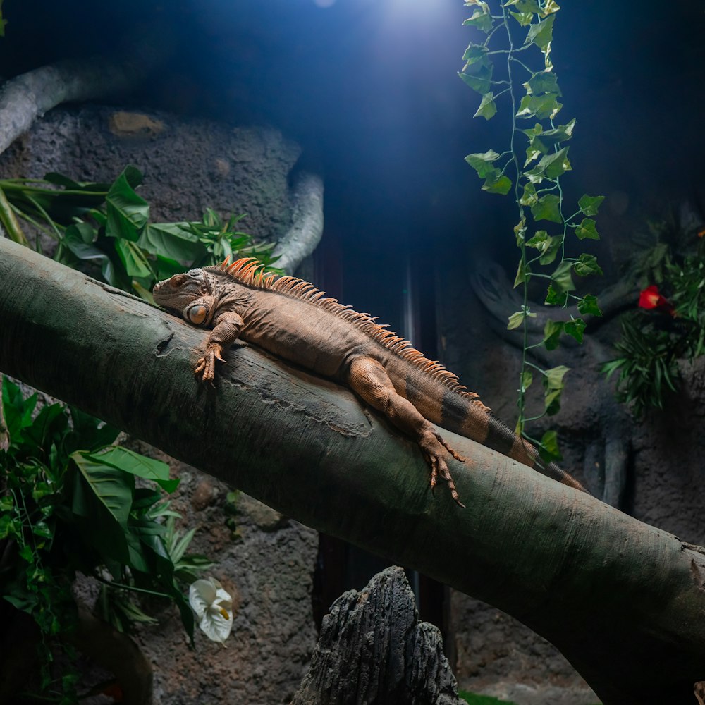 a large lizard sitting on top of a tree branch