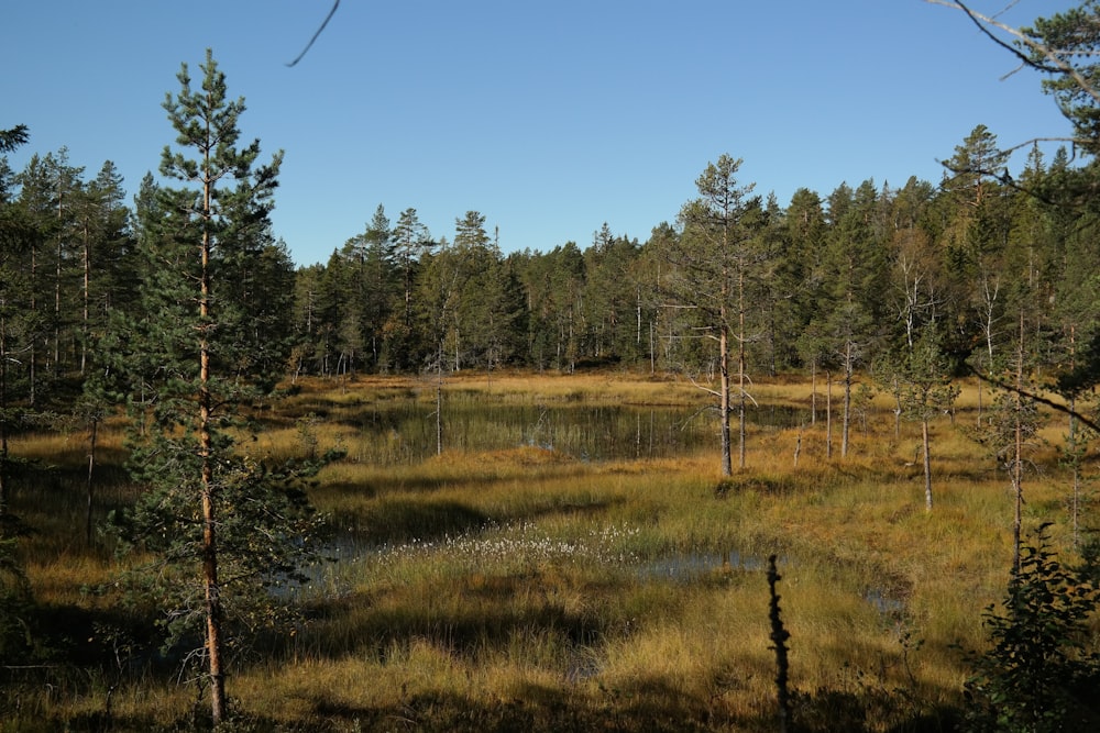 a field with a lot of trees and water in it