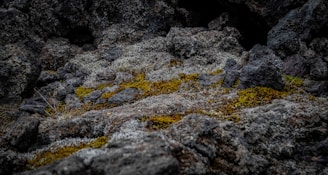 a close up of rocks with moss growing on them