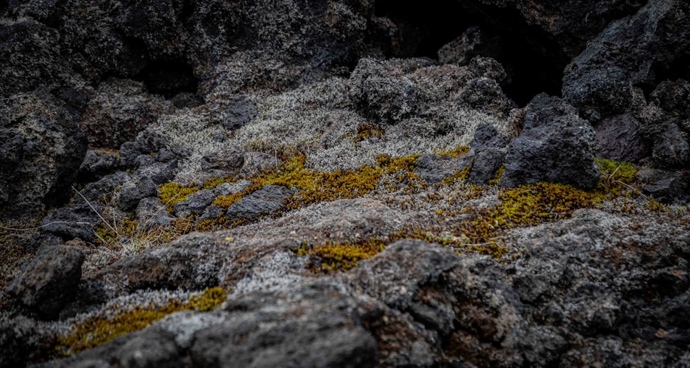 Un primer plano de rocas con musgo creciendo en ellas