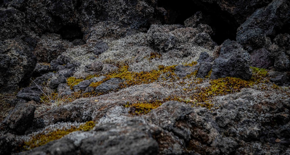 a close up of rocks with moss growing on them