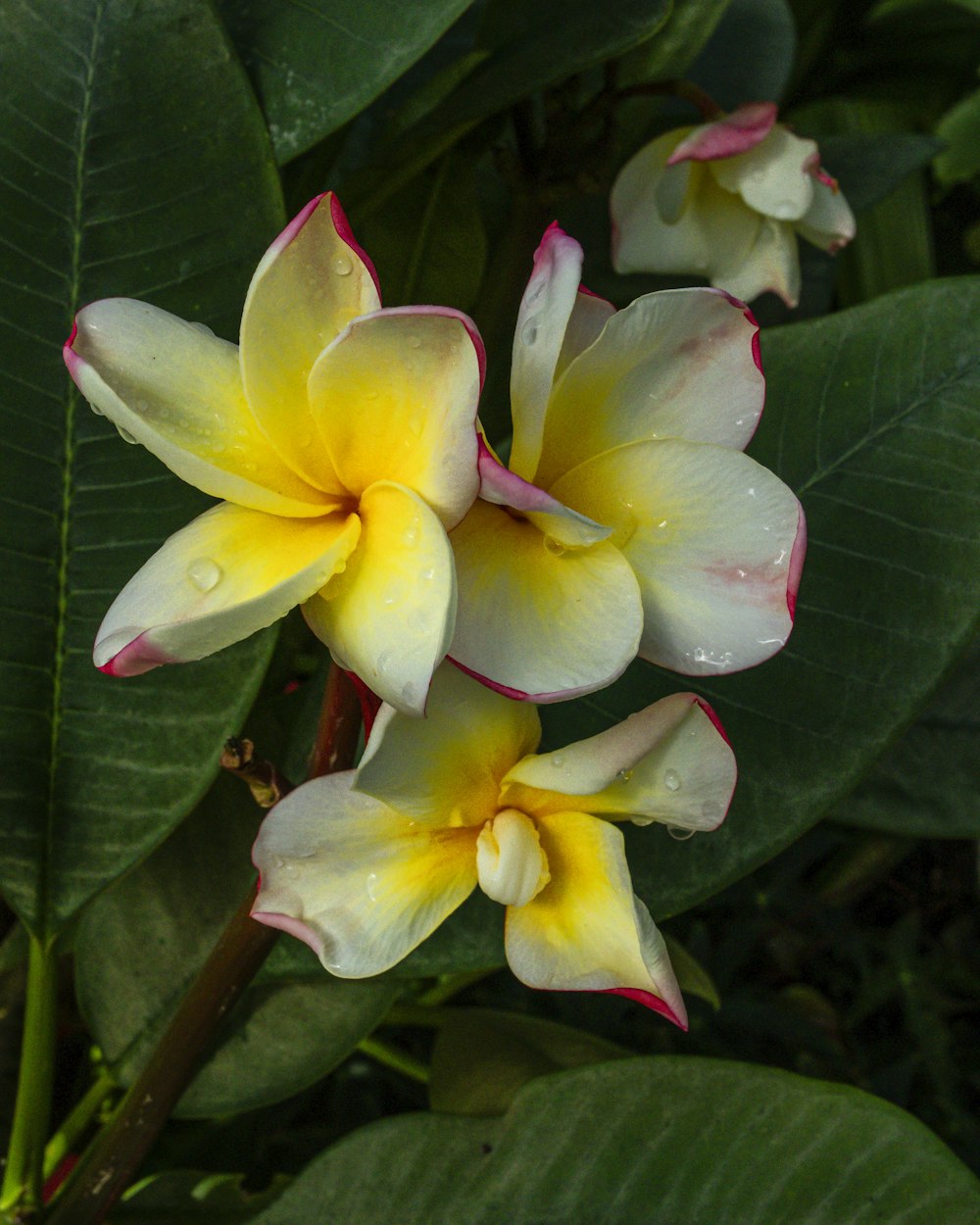 a group of yellow and red flowers with green leaves