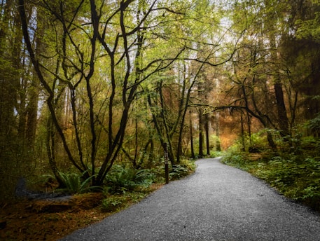 A serene landscape with a winding path through a tranquil forest, symbolizing the journey of healing.