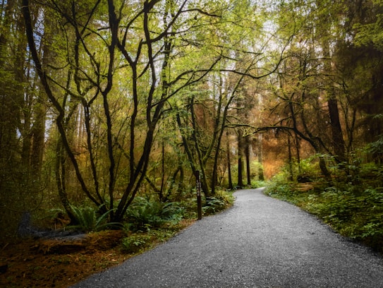A serene forest landscape features a winding path enveloped by a dense canopy of trees. The trees are tall and slender, their branches forming intricate patterns against the sky. Lush green foliage covers the ground, with an assortment of ferns and undergrowth. Sunlight filters through the leaves, casting dappled light and shadow on the path.