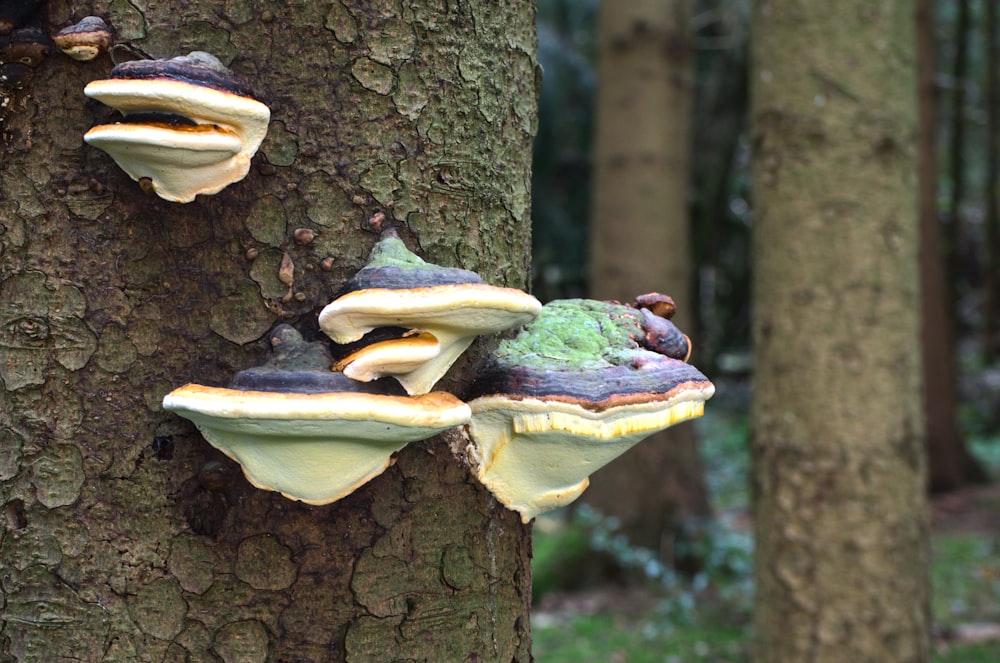 a group of mushrooms growing on the side of a tree