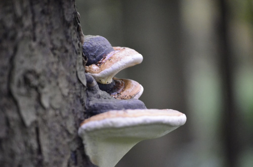 a group of mushrooms growing on the side of a tree