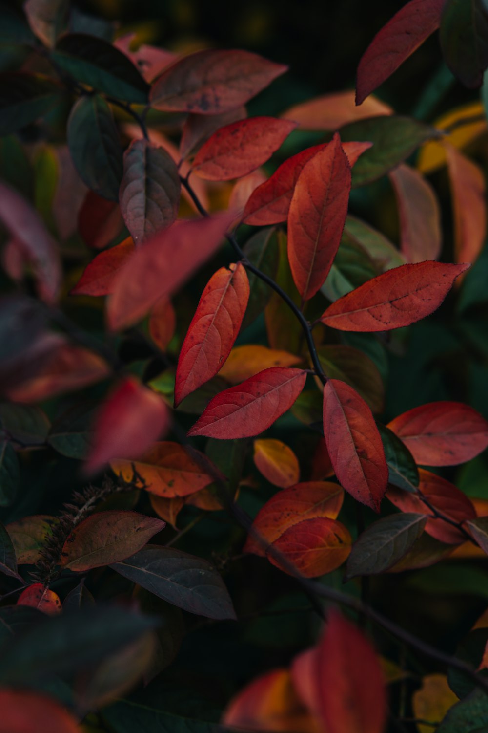 a close up of a tree with red leaves