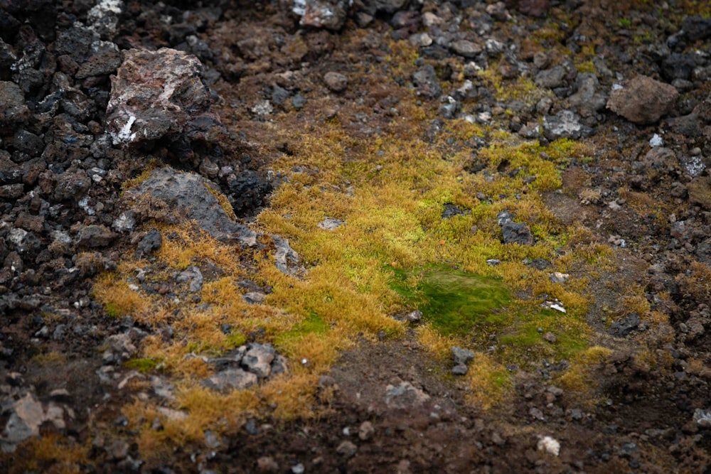 a patch of green moss growing on the ground