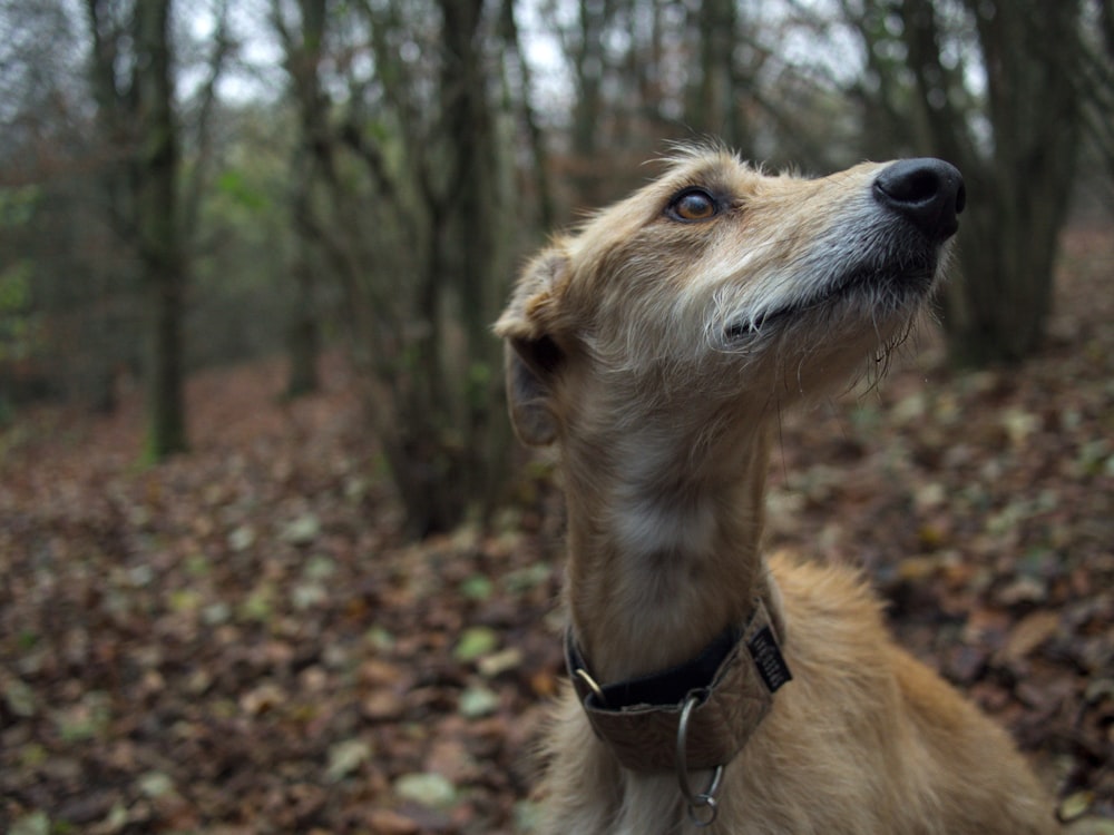 a dog is looking up in the air