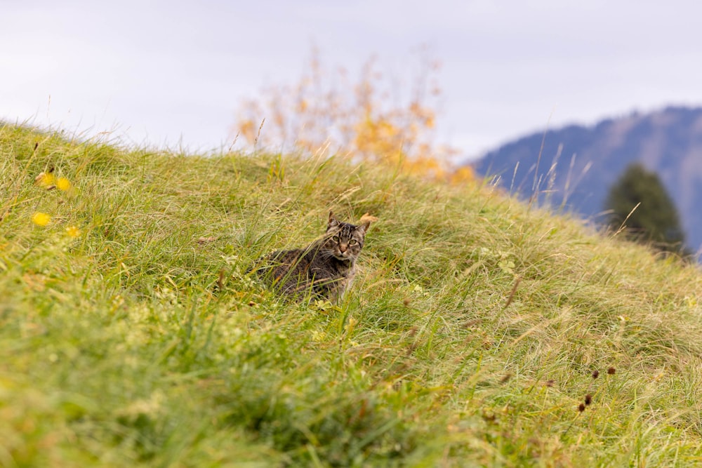 un gato que está sentado en la hierba