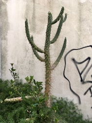 A cactus with multiple arms stands against a textured concrete wall with graffiti. Surrounding the cactus, there are various green plants and shrubs.