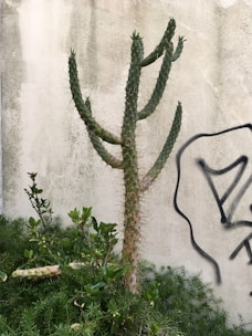 A cactus with multiple arms stands against a textured concrete wall with graffiti. Surrounding the cactus, there are various green plants and shrubs.