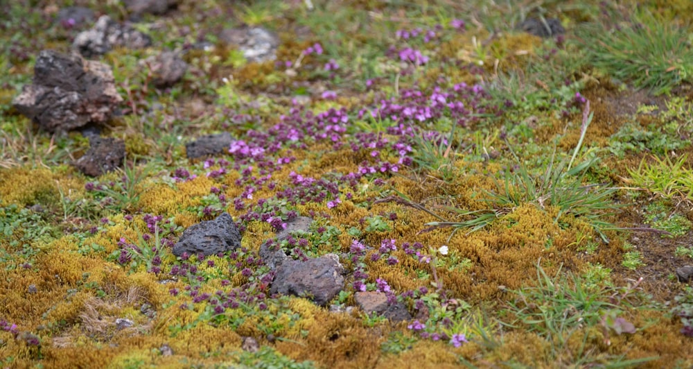 a patch of grass with purple flowers growing out of it