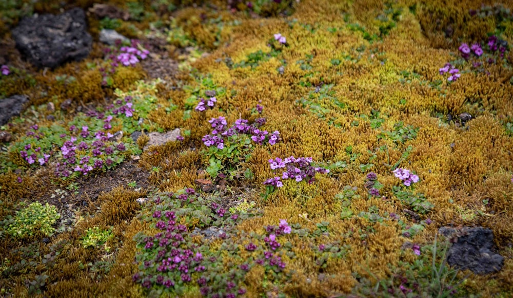 a patch of grass with purple flowers growing on it