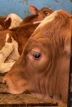 A close-up of a brown calf with light patches, resting on a wooden floor with other calves in the background. The setting appears relaxed with a soft blue wall in the background.