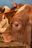 Close-up of cattle calmly resting under smart lighting in a spacious feedlot environment.