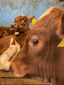 Two calves are resting indoors, one in the foreground shows a close-up side profile with a yellow ear tag, while the other is lying further back, also wearing a tag. The light brown fur and pinkish nose are prominent, and the setting appears rustic with a worn wooden floor and a textured blue wall.